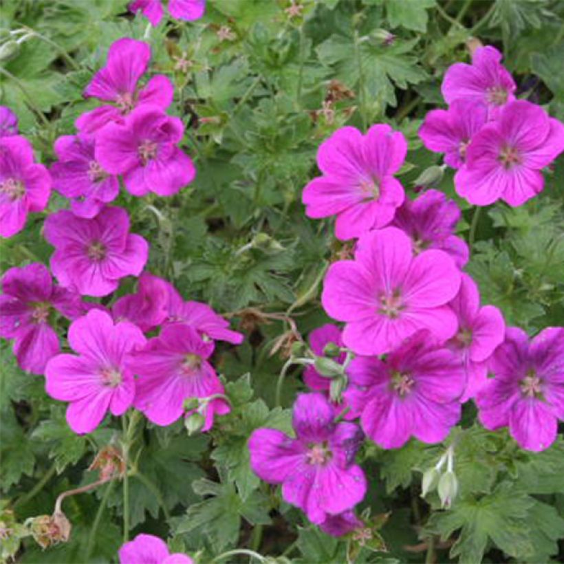 Geranium riversleaianum Russell Prichard - Ooievaarsbek (Bloei)
