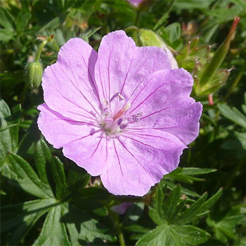 Geranium sanguineum Elsbeth - Bloedooievaarsbek (Bloei)