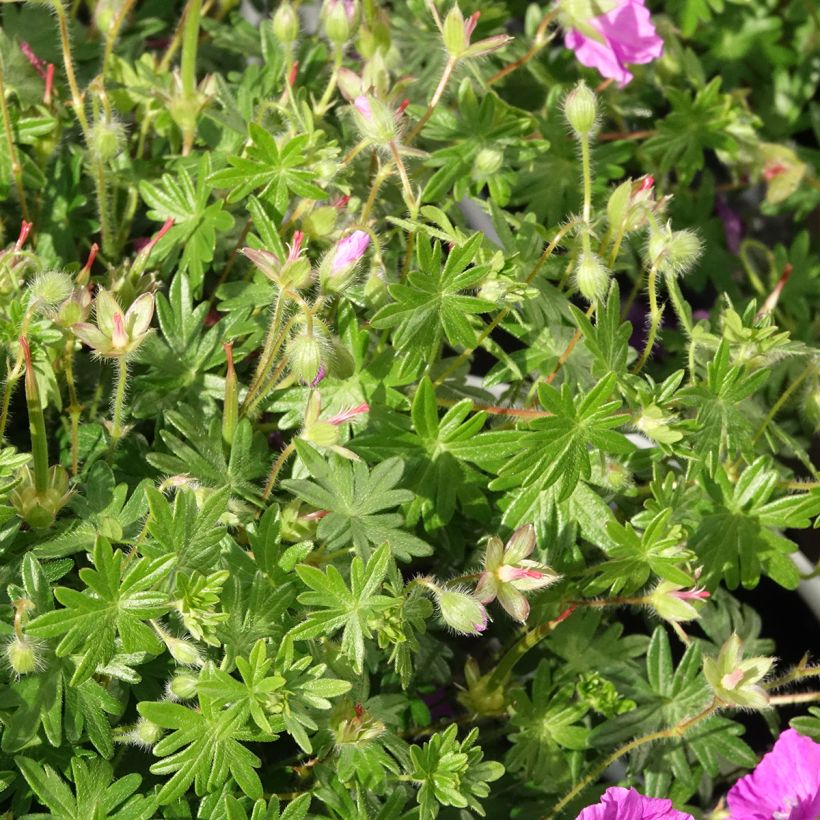 Geranium sanguineum Frivolius Purple - Bloedooievaarsbek (Blad)