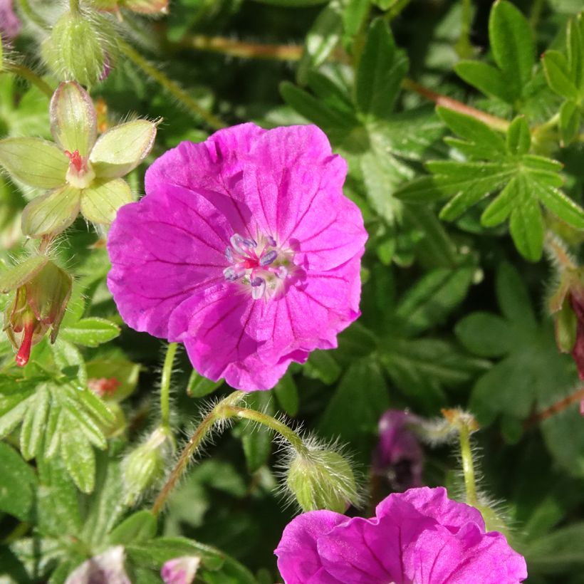Geranium sanguineum Frivolius Purple - Bloedooievaarsbek (Bloei)