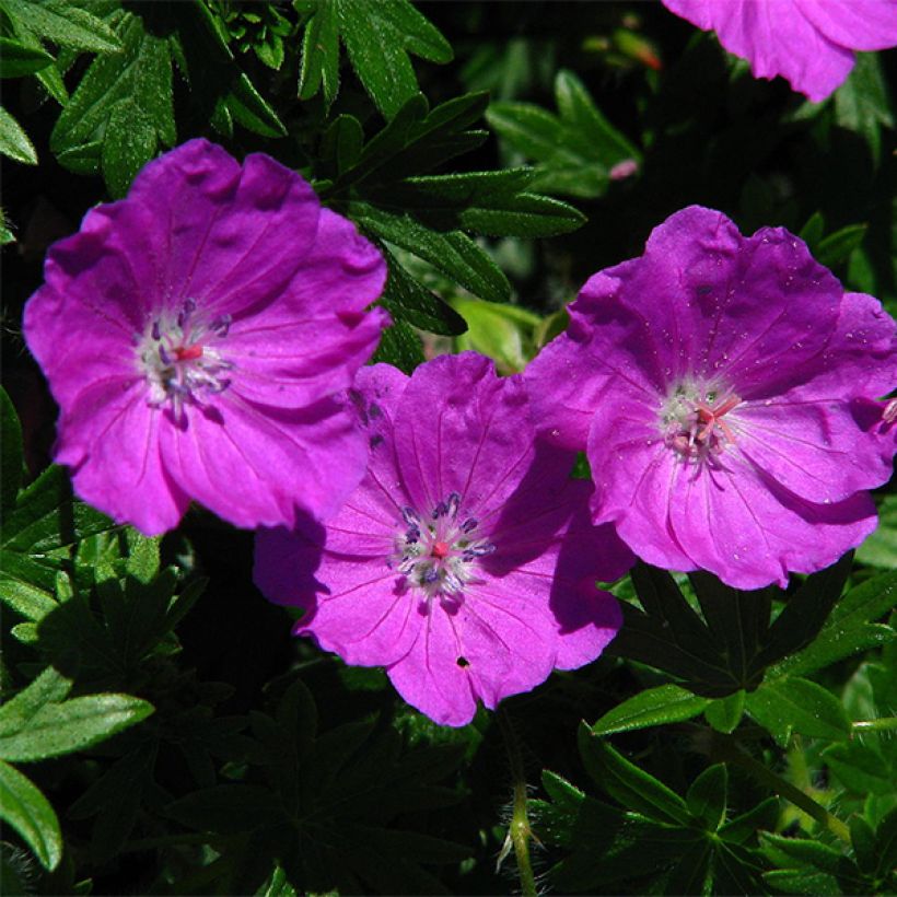 Geranium sanguineum Max Frei - Bloedooievaarsbek (Bloei)