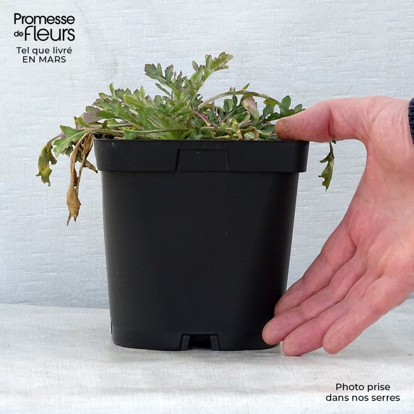 Exemplaar van Gaillardia Bourgogne - Kokardebloem Pot van 2 l/3 l zoals geleverd in de lente