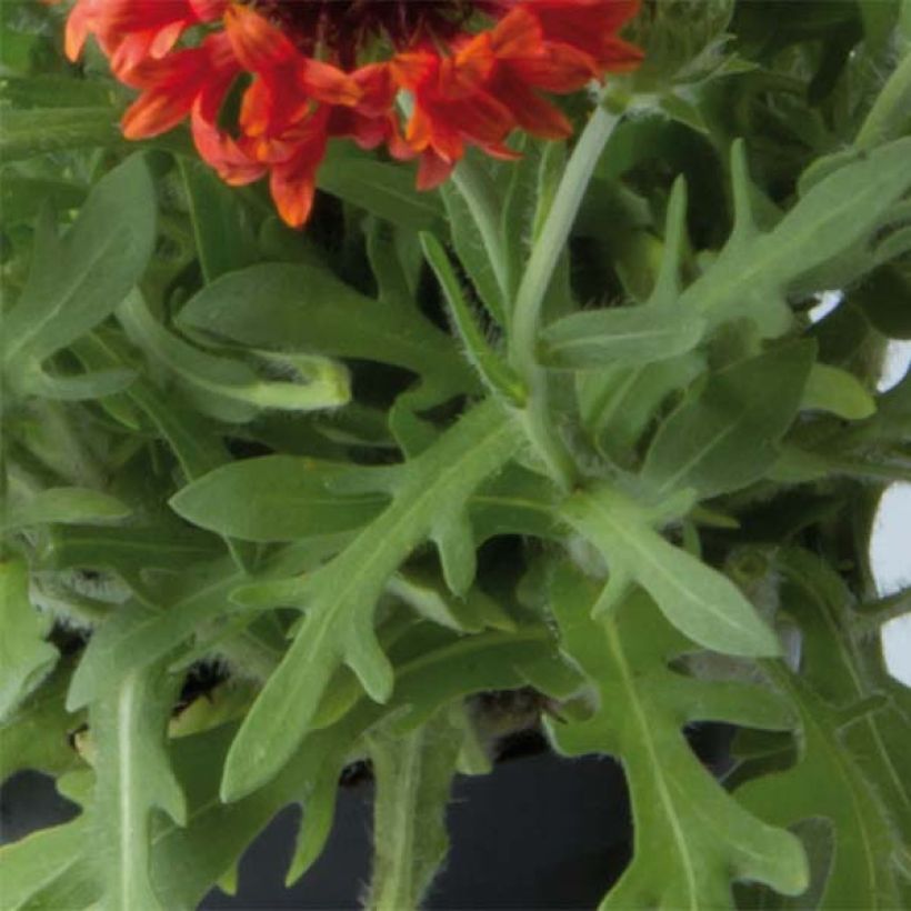Gaillardia Fanfare Blaze - Kokardebloem (Blad)