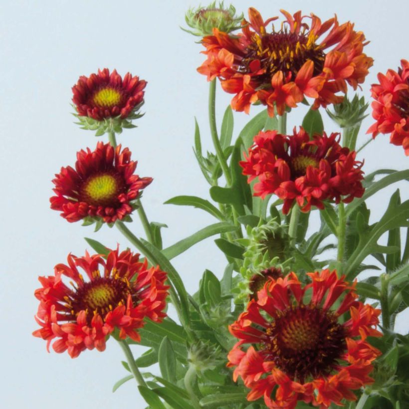 Gaillardia Fanfare Blaze - Kokardebloem (Bloei)