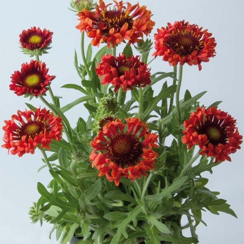 Gaillardia Fanfare Blaze - Kokardebloem (Groeiplaats)