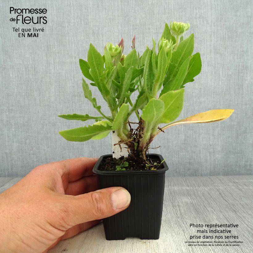 Exemplaar van Gaillardia Fanfare Blaze - Kokardebloem Kweekpotje van 8/9 cm zoals geleverd in de lente