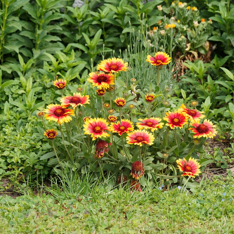 Gaillardia Kobold - Kokardebloem (Groeiplaats)