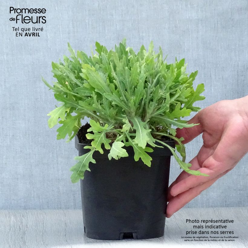 Exemplaar van Gaillardia Kobold - Kokardebloem Pot van 2 l/3 l zoals geleverd in de lente