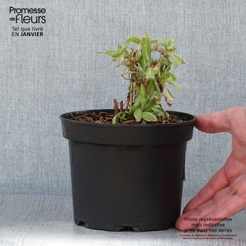 Exemplaar van Gaillardia Lutin - Kokardebloem Pot van 2 l/3 l zoals geleverd in de winter