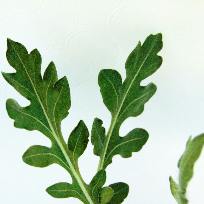 Gaillardia Maxima Aurea Chloe - Kokardebloem (Blad)