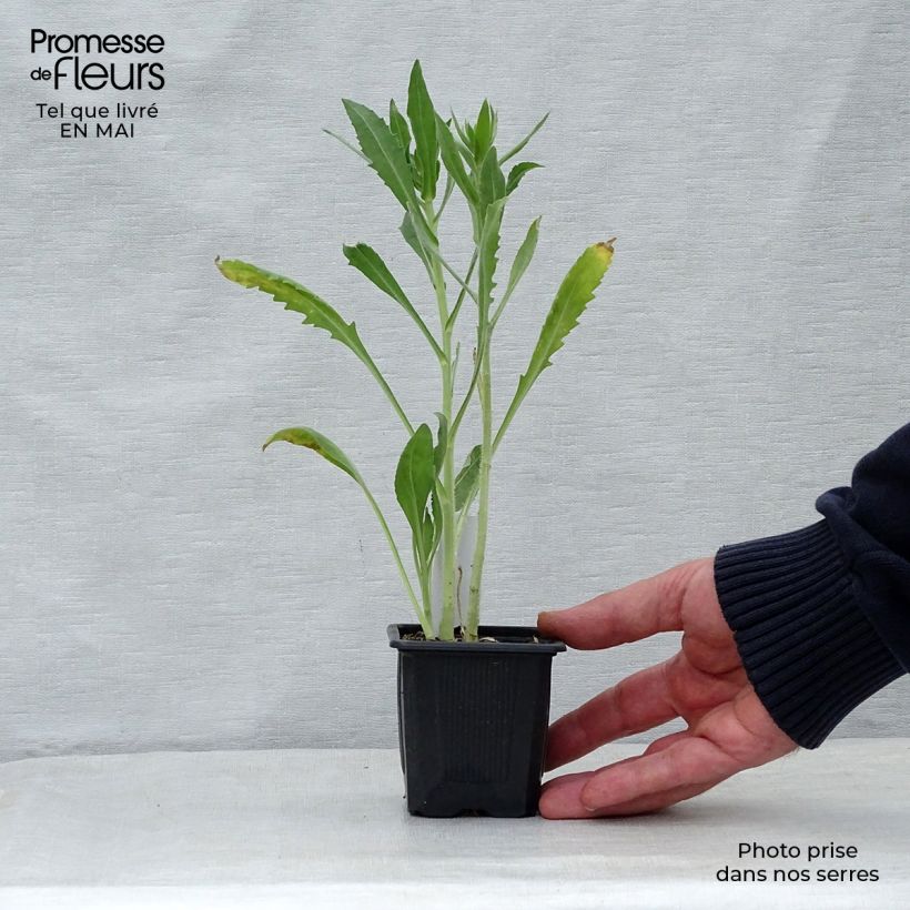 Exemplaar van Gaillardia Maxima Aurea Chloe - Kokardebloem Kweekpotje van 7/8 cm zoals geleverd in de lente