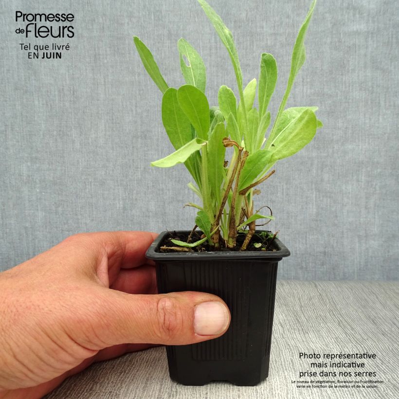 Exemplaar van Gaillardia Maxima Aurea Chloe - Kokardebloem Kweekpotje van 7/8 cm zoals geleverd in de zomer