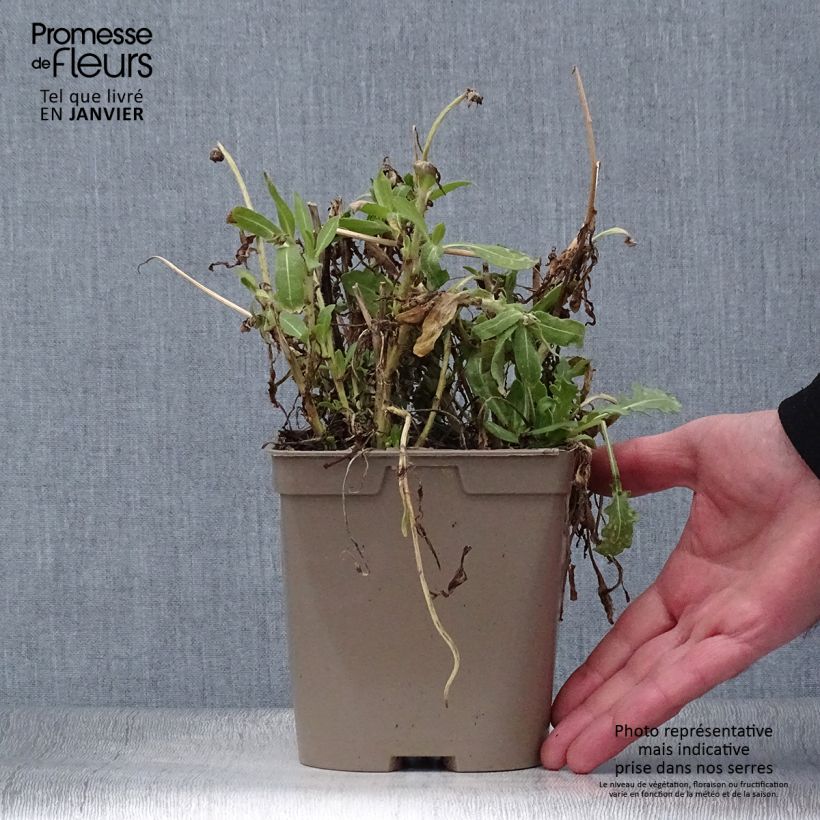 Exemplaar van Gaillardia Mesa Yellow - Kokardebloem Pot van 2 l/3 l zoals geleverd in de winter