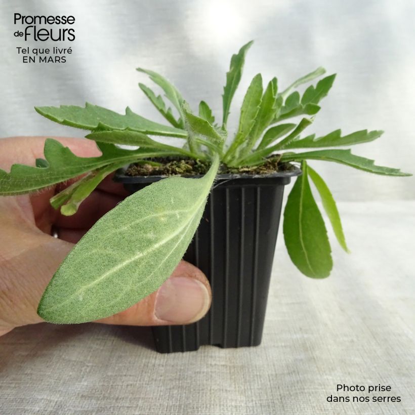 Exemplaar van Gaillardia grandiflora Royale - Kokardebloem Kweekpotje van 7/8 cm zoals geleverd in de lente