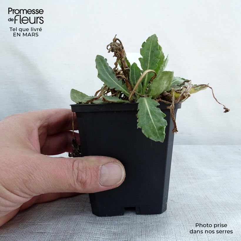 Exemplaar van Gaillardia Tokayer - Kokardebloem Kweekpotje van 8/9 cm zoals geleverd in de lente