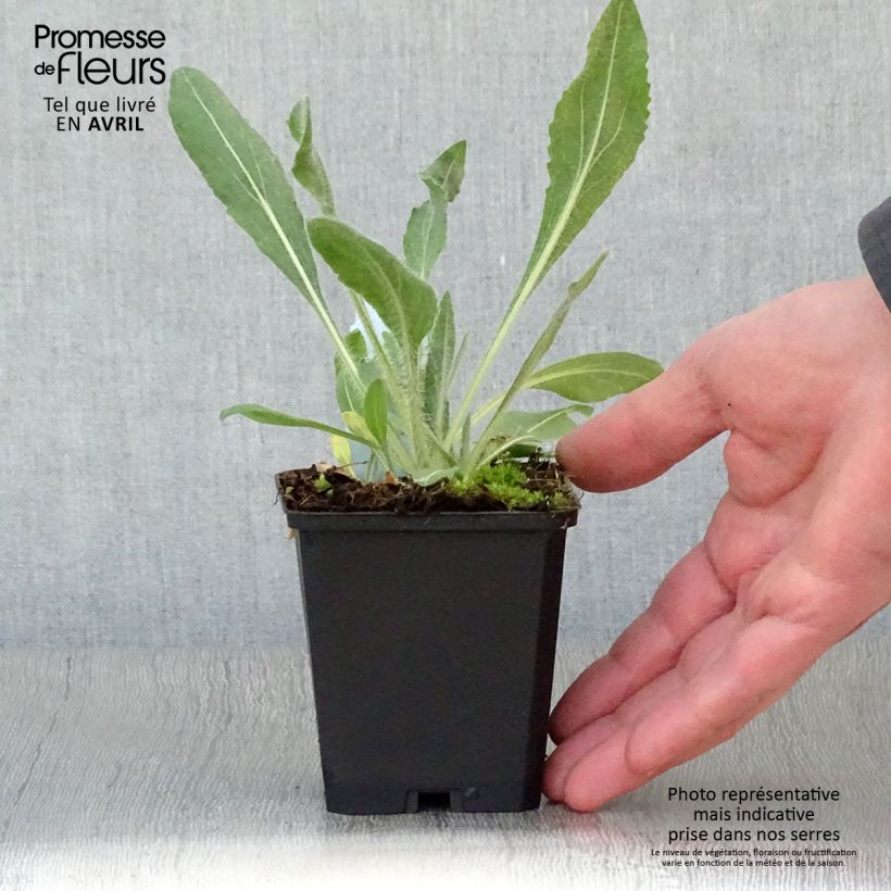 Exemplaar van Gaillardia aristata Amber Wheels - Kokardebloem Kweekpotje van 8/9 cm zoals geleverd in de lente