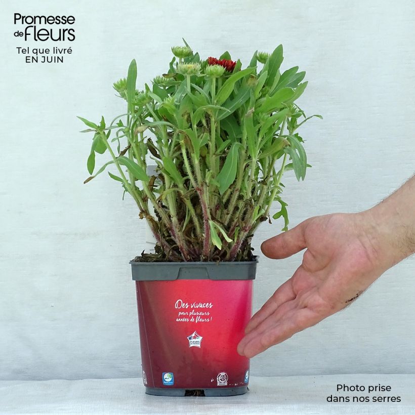 Exemplaar van Gaillardia aristata Arizona Red - Kokardebloem Pot van 2 l/3 l zoals geleverd in de zomer