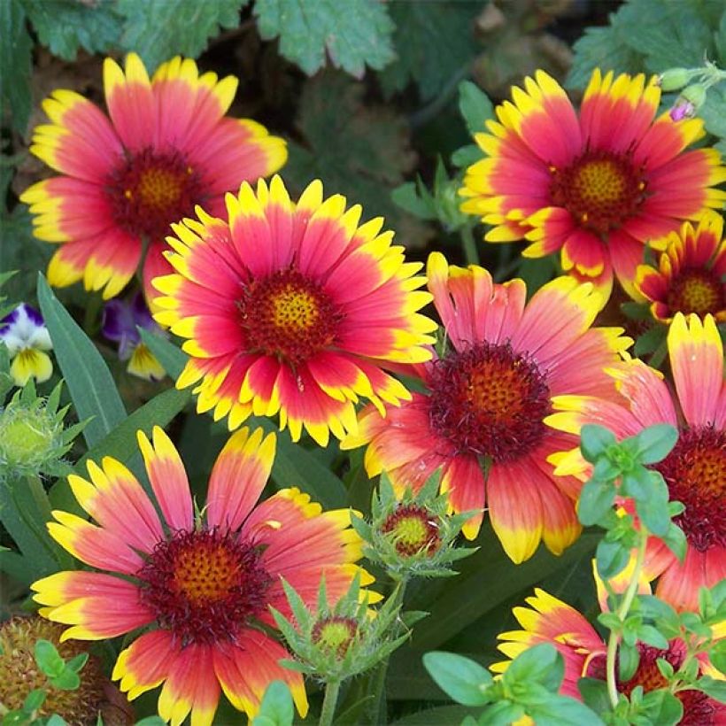 Gaillardia Lutin - Kokardebloem (Bloei)