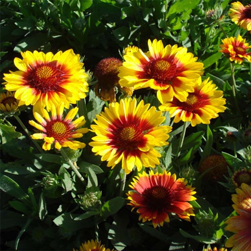 Gaillardia Mesa Bright Bicolor - Kokardebloem (Bloei)