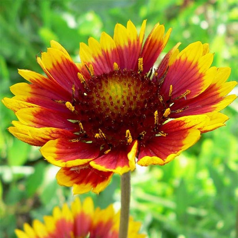 Gaillardia grandiflora Royale - Kokardebloem (Bloei)