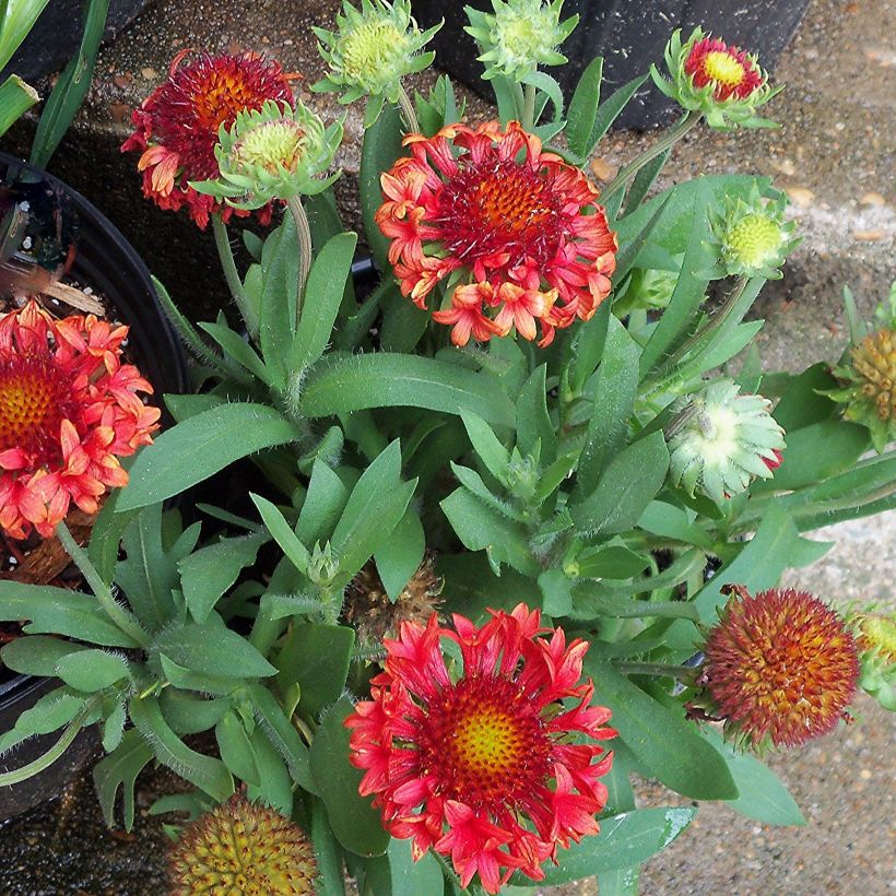 Gaillardia grandiflora Fanfare - Kokardebloem (Groeiplaats)