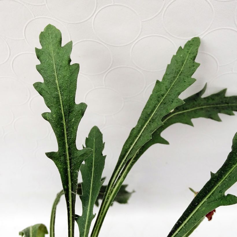 Gaillardia grandiflora Fanfare - Kokardebloem (Blad)