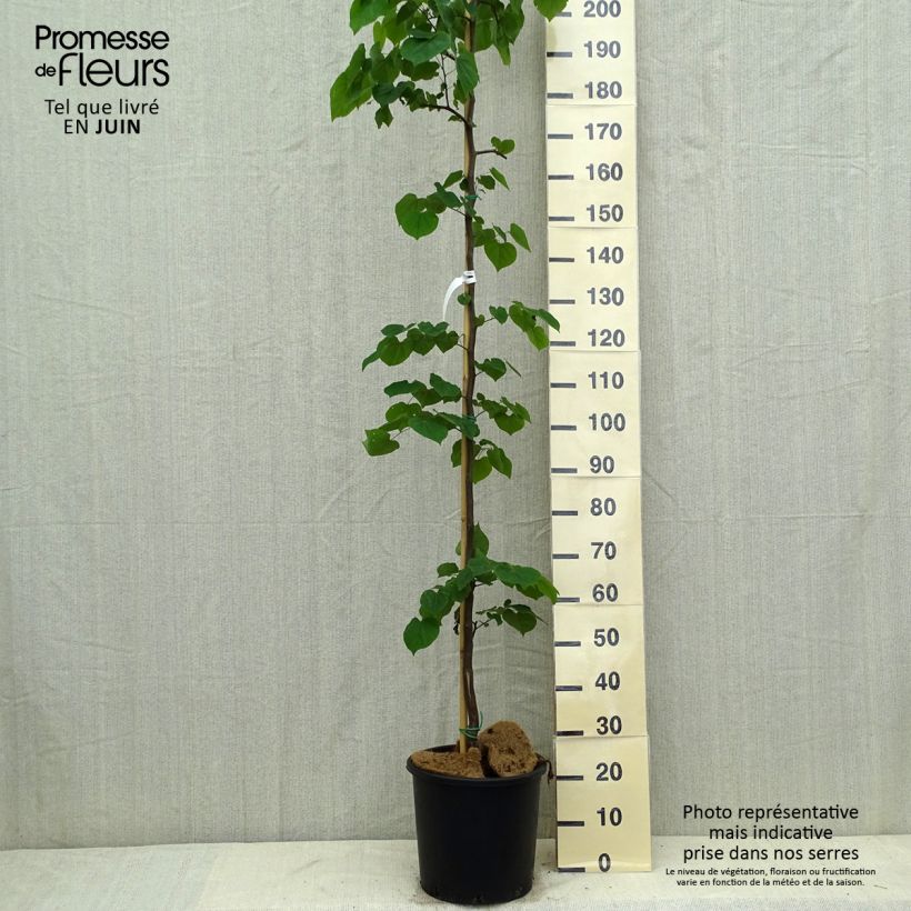 Exemplaar van Cercis canadensis Cascading Hearts - Amerikaanse Judasboom Pot van 7,5 l/10 l zoals geleverd in de zomer