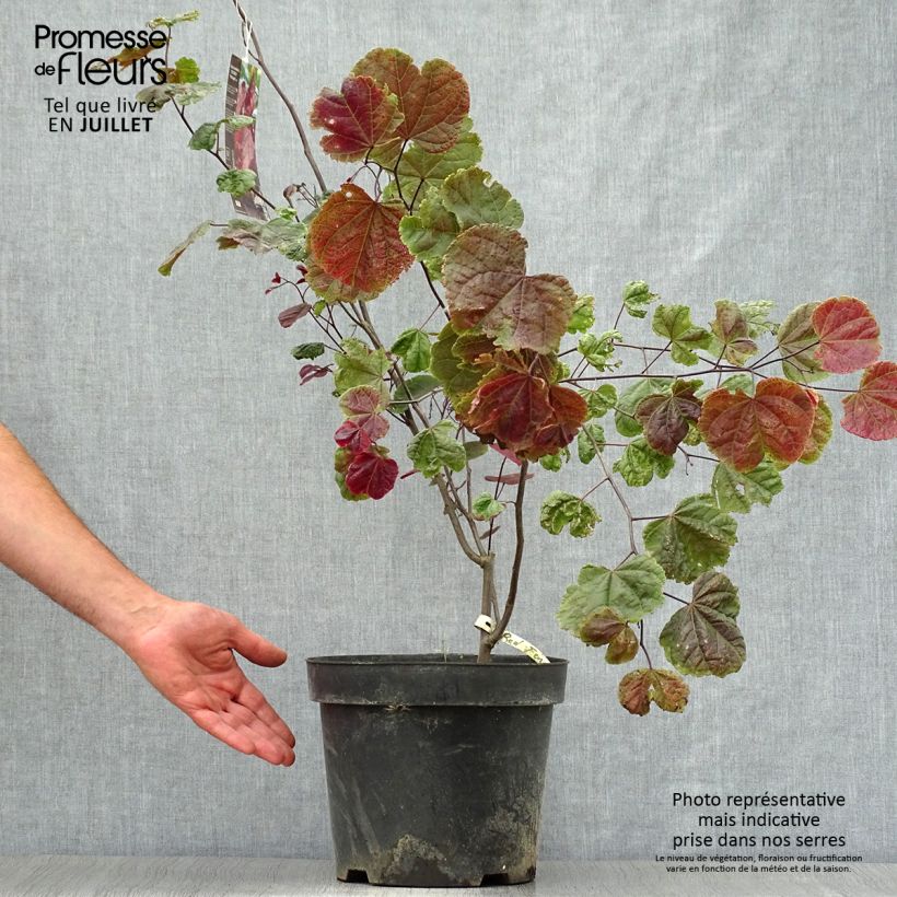 Exemplaar van Cercis canadensis Red Force - Amerikaanse Judasboom Pot van 7,5 l/10 l zoals geleverd in de zomer