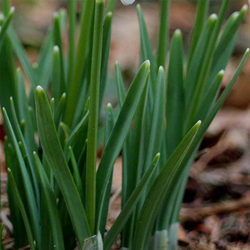 Galanthus nivalis - Sneeuwklokje (Blad)