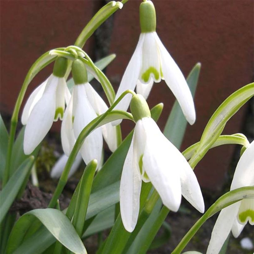Galanthus nivalis - Sneeuwklokje (Bloei)