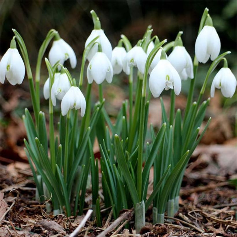 Galanthus nivalis - Sneeuwklokje (Groeiplaats)
