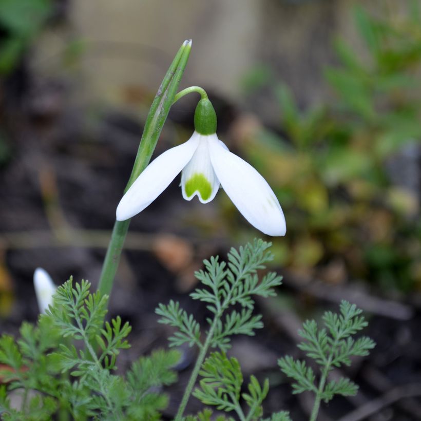 Galanthus reginae-olgae - Herfstsneeuwklok (Bloei)