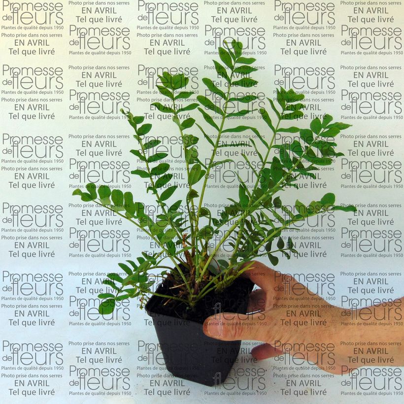 Voorbeeld van een exemplaar van Galega hartlandii Duchess of Bedford - Geitenruit Kweekpotje van 8/9 cm zoals geleverd