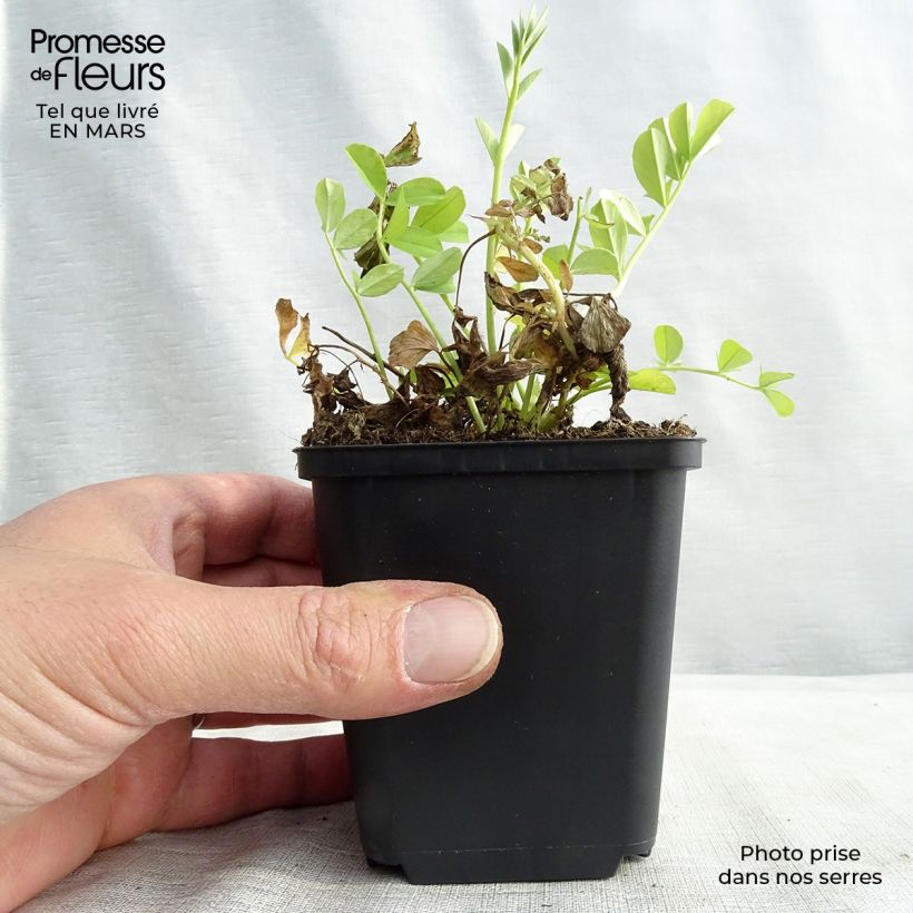 Exemplaar van Galega officinalis - Geitenruit Kweekpotje van 8/9 cm zoals geleverd in de lente