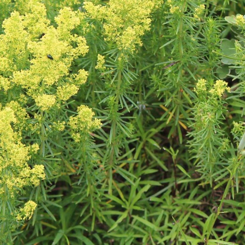 Galium verum - Geel walstro (Blad)