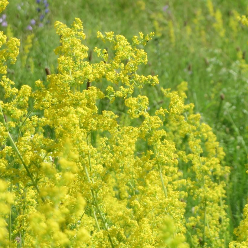 Galium verum - Geel walstro (Bloei)