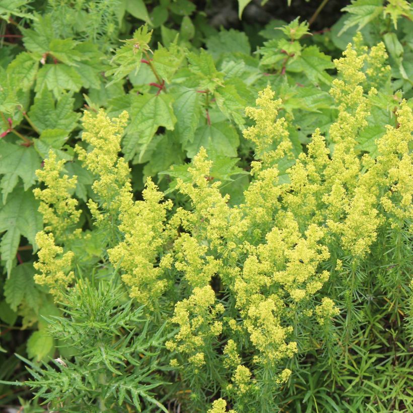 Galium verum - Geel walstro (Groeiplaats)