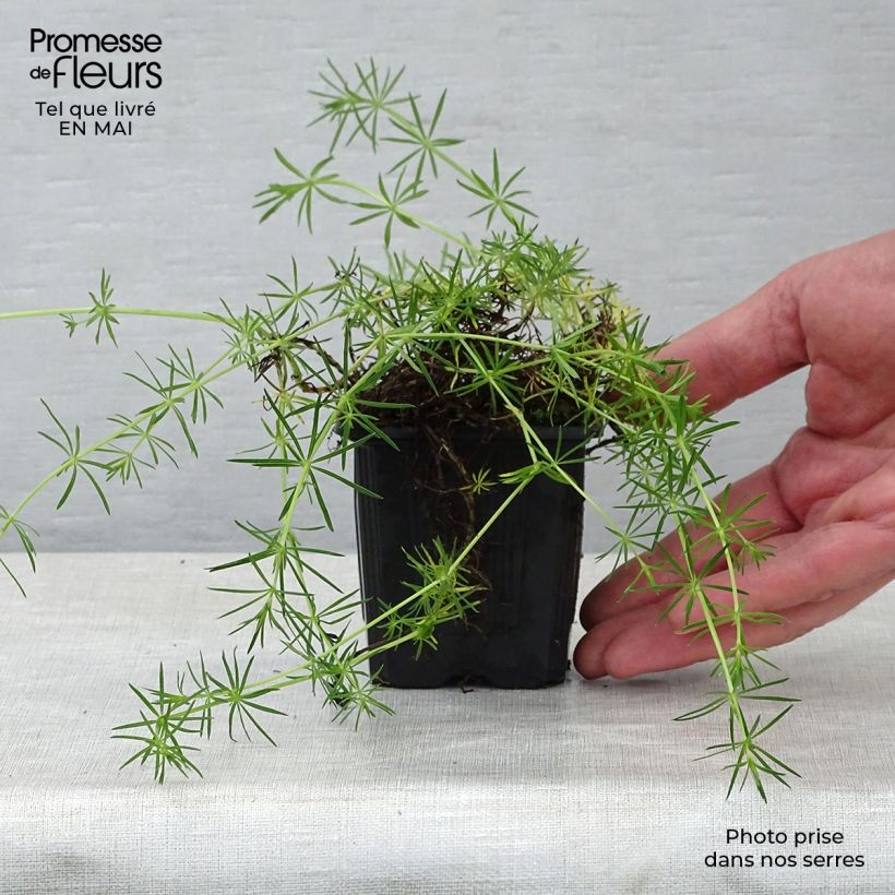 Exemplaar van Galium verum - Geel walstro Kweekpotje van 8/9 cm zoals geleverd in de lente