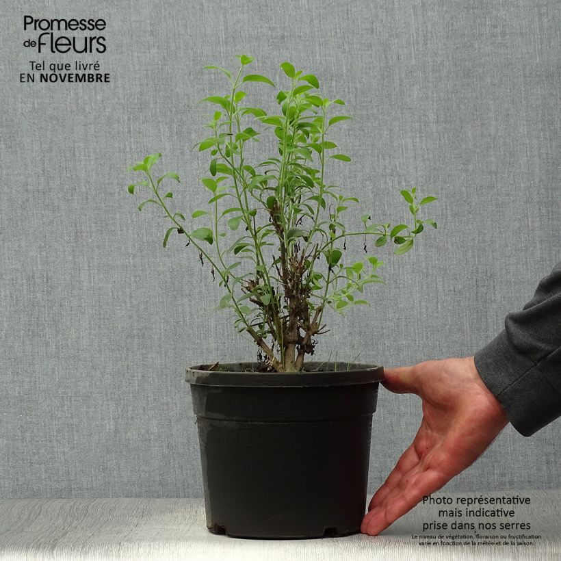 Exemplaar van Galvezia speciosa - Eilandse leeuwenbek Pot van 3 l/4 l zoals geleverd in de herfst