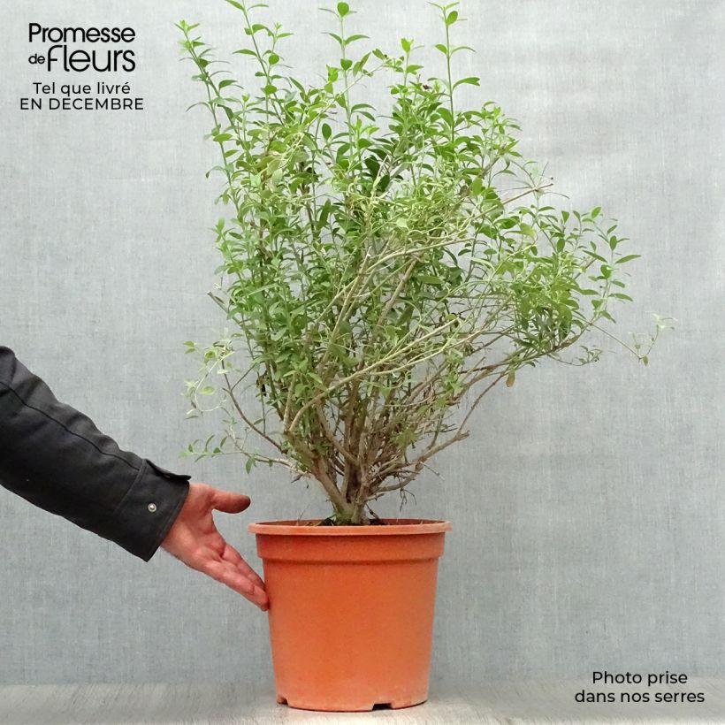 Exemplaar van Galvezia speciosa - Eilandse leeuwenbek Pot van 7,5 l/10 l zoals geleverd in de winter