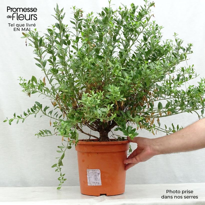 Exemplaar van Galvezia speciosa - Eilandse leeuwenbek Pot van 7,5 l/10 l zoals geleverd in de lente