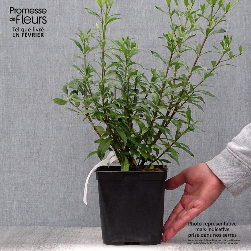 Exemplaar van Gardenia jasminoides Sweetheart - Kaapse jasmijn Pot van 2 l/3 l zoals geleverd in de herfst