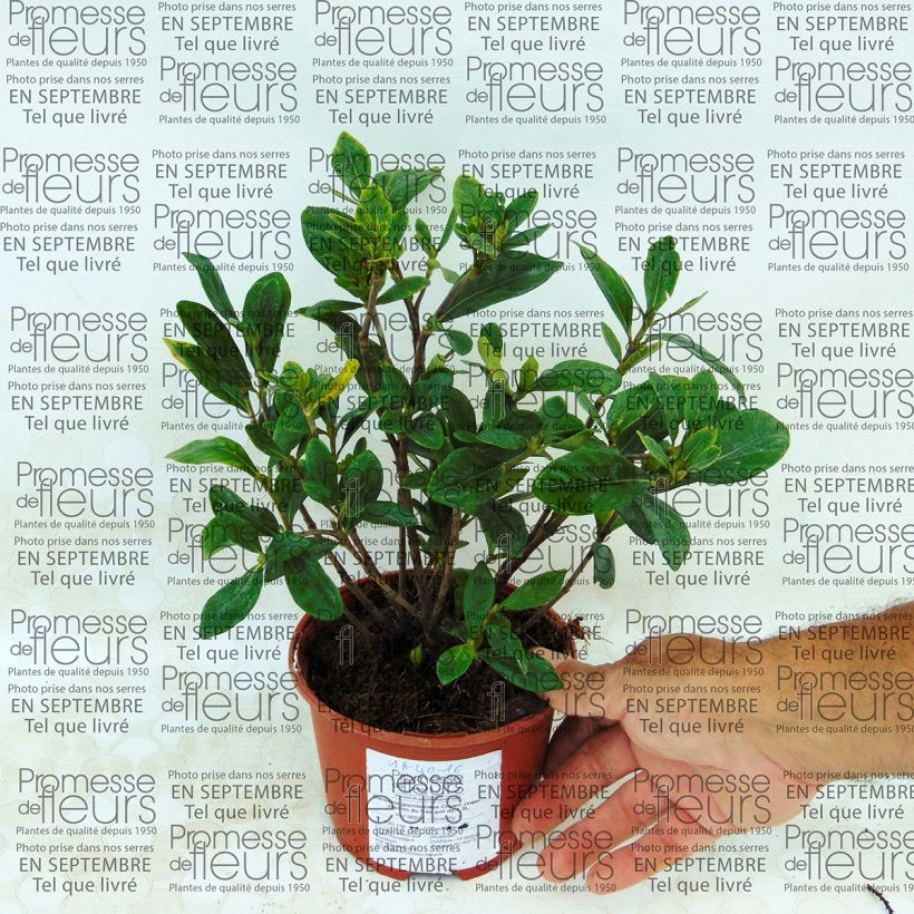 Voorbeeld van een exemplaar van Gardenia jasminoides Crown Jewel - Kaapse jasmijn Pot van 1 l/1,5 l zoals geleverd