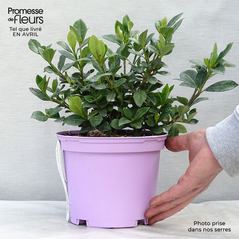Exemplaar van Gardenia jasminoides Crown Jewel - Kaapse jasmijn Pot van 2 l/3 l zoals geleverd in de lente