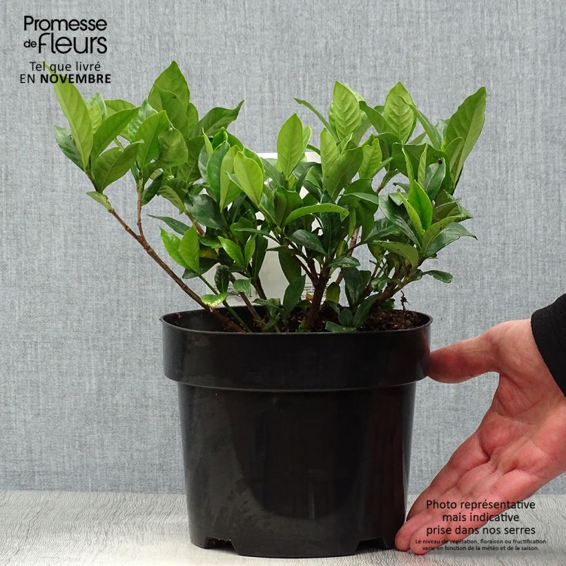 Exemplaar van Gardenia Double Diamonds - Kaapse jasmijn Pot van 3 l/4 l zoals geleverd in de herfst