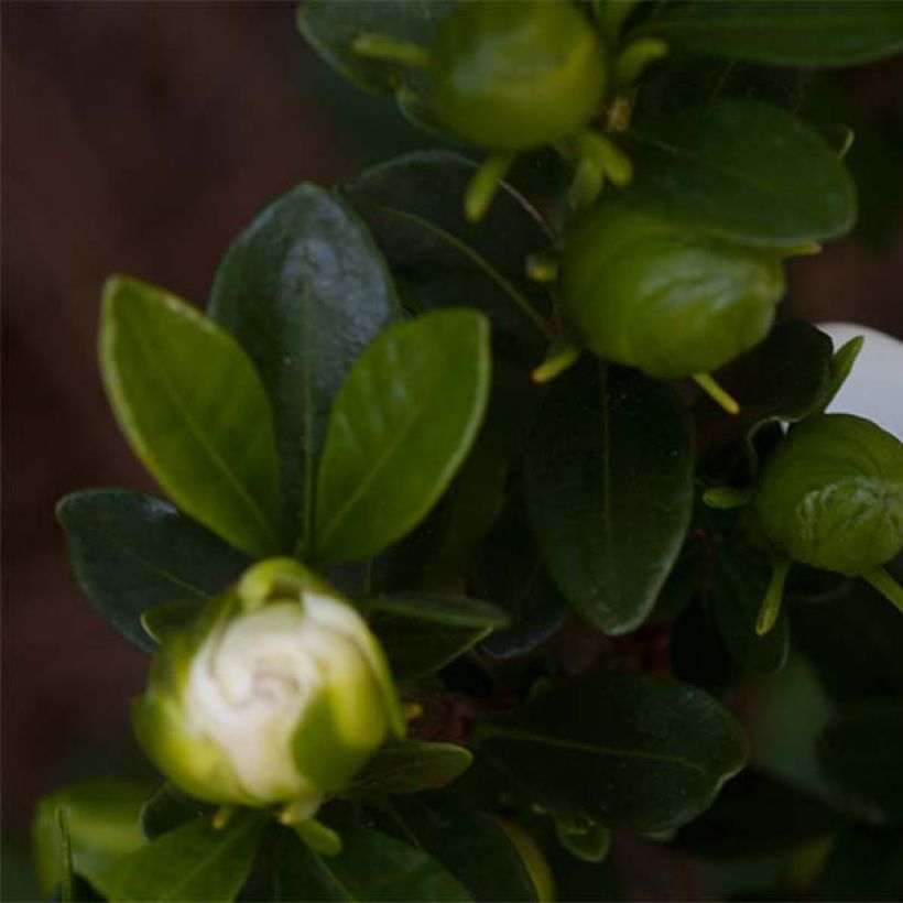 Gardenia jasminoides Double Mint - Kaapse jasmijn (Foliage)