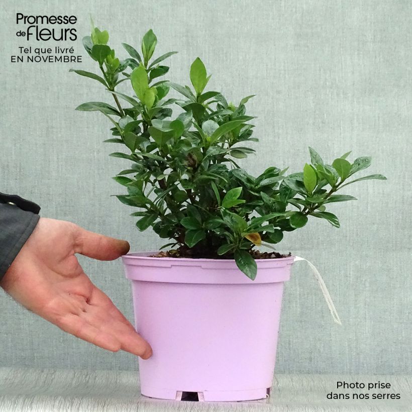 Exemplaar van Gardenia jasminoides Kleim's Hardy - Kaapse jasmijn Pot van 2 l/3 l zoals geleverd in de herfst