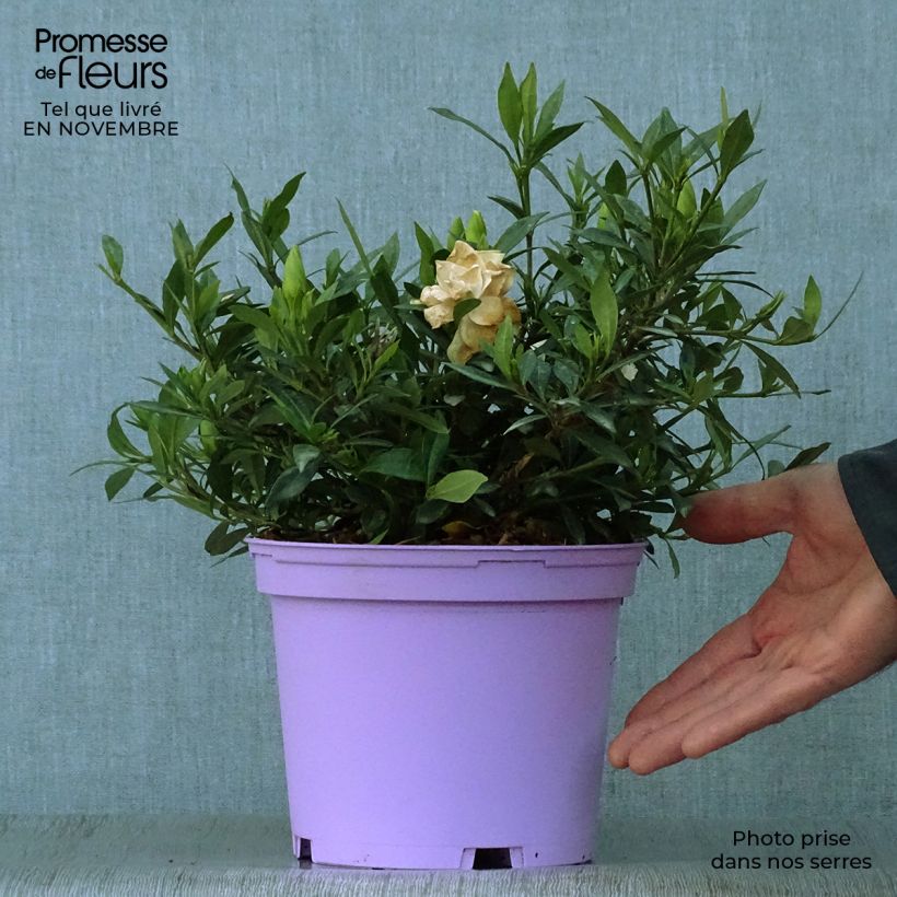 Exemplaar van Gardenia jasminoides Perfumed Petticoats - Kaapse jasmijn Pot van 2 l/3 l zoals geleverd in de herfst