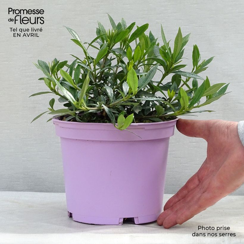 Exemplaar van Gardenia jasminoides Perfumed Petticoats - Kaapse jasmijn Pot van 2 l/3 l zoals geleverd in de lente