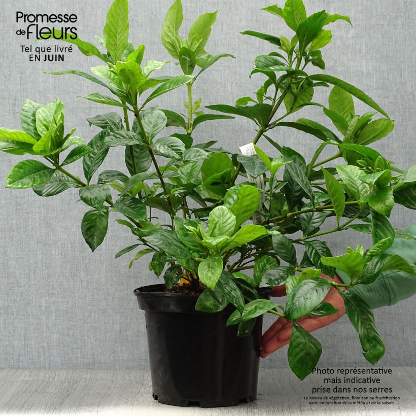 Exemplaar van Gardenia jasminoides Summer Snow - Kaapse jasmijn Pot van 3 l/4 l zoals geleverd in de zomer